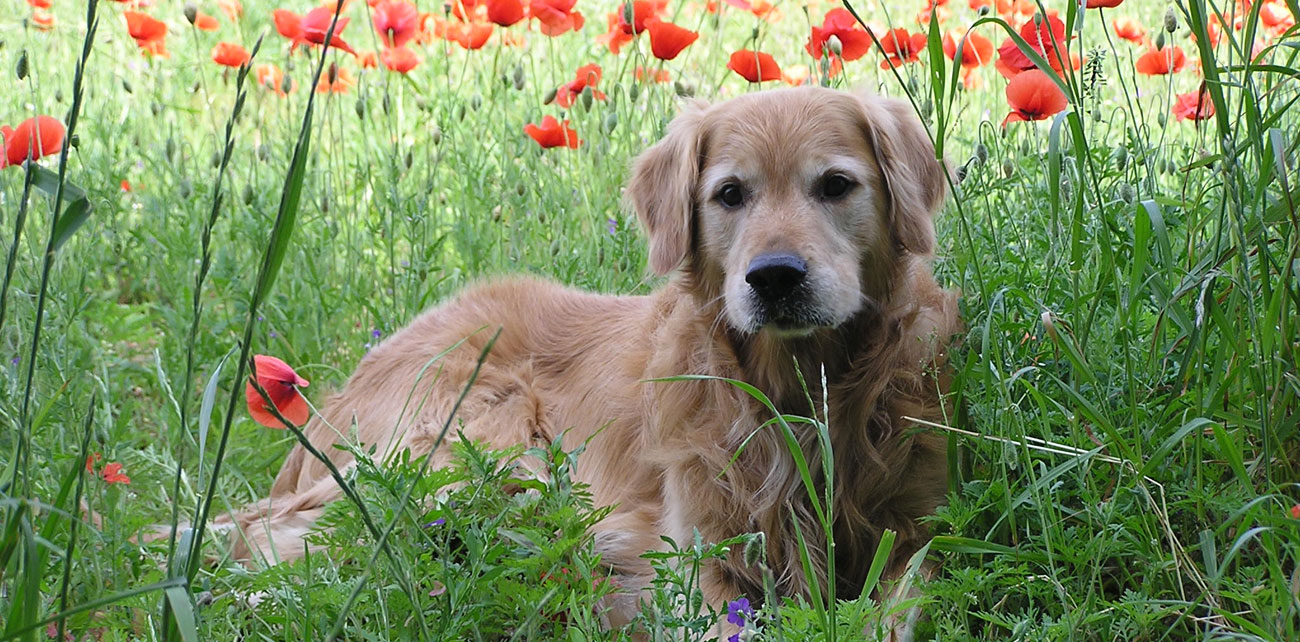 Ferienwohnungen Streidlhof Hunde und Haustiere sind erlaubt