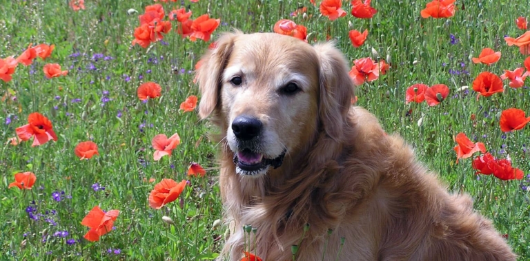 Ferienwohnungen Streidlhof Hunde und Haustiere sind erlaubt